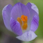 Crocus Vernus Crocus Vernus