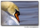Sguardi