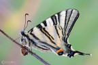 Il Podalirio (Iphiclides podalirius (Linnaeus, 1758)) Il Podalirio (Iphiclides podalirius (Linnaeus, 1758))