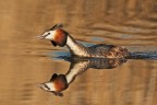 SVASSO MAGGIORE (Podiceps cristatus) SVASSO MAGGIORE (Podiceps cristatus)