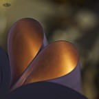 the heart is a bloom the heart is a bloom