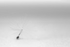 Minimal Monocromo