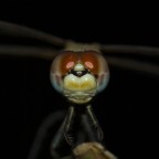 Libellula Libellula