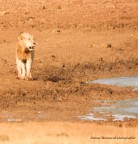Sguardo felino Sguardo felino
