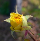 rosa con ospiti rosa con ospiti