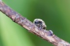 Paperella .... Oxythyrea funesta Paperella .... Oxythyrea funesta