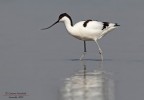 Avocetta Avocetta