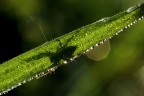 Presenze