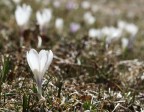 Monte Grappa, marzo 2012