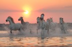 Camargue horses Camargue horses