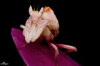 Hymenopus coronatus Hymenopus coronatus