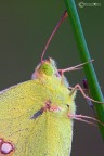 Colias crocea (Geoffroy 1785) Limoncella Colias crocea (Geoffroy 1785) Limoncella