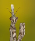 Empusa pennata Empusa pennata