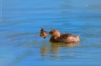 Tuffetto giovane con preda (Tachybaptus ruficollis) Tuffetto giovane con preda (Tachybaptus ruficollis)