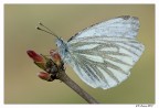 Pieris ... Pieris ...