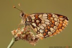 Melitaea athalia
www.rossidaniele.com
Canon EOS 7D + Sigma 180mm f/3.5 EX APO Macro HSM
f16 - 1/8 - ISO 100 - cavalletto - scatto remoto - plamp - pannellini
12.06.2011 ore 8.47
Suggerimenti e critiche sempre ben accetti.
Consiglio la visione in alta risoluzione
[url=http://www.rossidaniele.com/HR/_MG_1138copia-mdc-1500.jpg]Versione HR[/url]