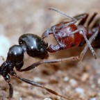 Sono riuscito ad assistere ad un combattimento fra una formica testa rossa ed una testa nera :) la prima coadiuvata anche da alcune sue compagnette :)
Perdonate la non migliorabilita' delle foto :cry: ma chiunque si sia cimentato nelle macro alle formiche sa a quali difficolta' si va incontro :(:(:
Aggiungo che era mezzogiorno e c'era vento :(
Vi prometto che cerchero' di fare di meglio :)
Marcello