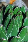 Orto Botanico Napoli X