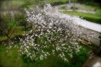 Per il vecchio ciliegio  ancora primavera.
