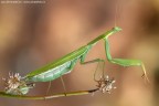 Mantis religiosa (Linnaeus, 1758) - Mantidae Mantis religiosa (Linnaeus, 1758) - Mantidae