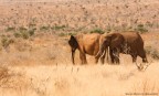 Parco Nazionale Tsavo Est
Kenya 2012

canon eos40d
sigma 150-500
iso 500
av f8
tv 1/1250
compensazione ev: -1