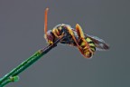 Prima macro 2012 Prima macro 2012