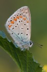 Polyommatus icarus
Dati exif:
ISO 100 f/22 1/3 sec.
Scatto di oggi ore 18:44
[url=http://img560.imageshack.us/img560/8929/polyommatusicarushr1800.jpg] Alta risoluzione [/url]

Graditi commenti e critiche.

Max