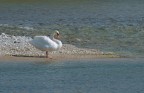Cigno