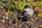 Occhiocotto(Sylvia melanocephala) Occhiocotto(Sylvia melanocephala)