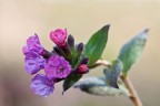 Tentativo di ripresa ad una Pulmonaria Tentativo di ripresa ad una Pulmonaria