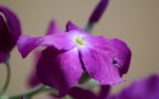 fiori fiori