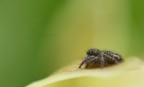 Salticidae Salticidae