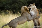 Botswana: i leoni di Duba Plains