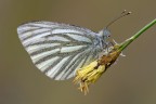 Nikon d300s,obiettivo Tamron 180 macro, treppiede,plamp,scatto remoto,alzata specchio,pannellini, f16,1/4s iso 100
Un'altra Pieris, scatto di sabato scorso

[url=http://img18.imageshack.us/img18/127/pierisnapimarzo.jpg] foto in alta risoluzione [/url]