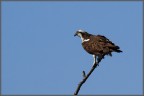 Falco pescatore (Pandion haliaetus) Falco pescatore (Pandion haliaetus)