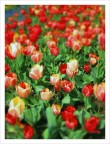 Slanci di primavera Slanci di primavera