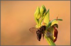 Predazione di Thomisidae su Ophrys sphegodes

Canon 450D Tamron 90 1/80s f/6,3 ISO 200 cavalletto

Versione maxi: http://postimage.org/image/yp1q61skf/