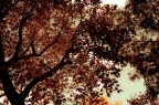 Natura Natura