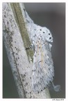 Cerura Vinula Cerura Vinula