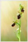 Ophrys Sphegodes Ophrys Sphegodes