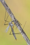 Tipula luna Tipula luna
