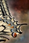 f11 0,5 ISO 100
Papilio Machaon -particolare ala-