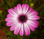 fiore di pasquetta migliorato fiore di pasquetta migliorato