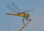 Libellula Libellula