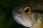 Apistogramma Cacatuoides Apistogramma Cacatuoides
