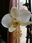 Orchidea Orchidea