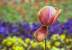 Tulipomania Tulipomania