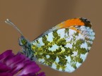 anthocharis-cardamines-maschio anthocharis-cardamines-maschio