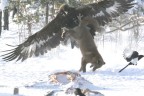 Eagle vs Fox Eagle vs Fox