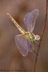 Sympetrum fonscolombii Sympetrum fonscolombii